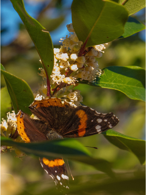 Prunus caroliniana (Carolina cherry-laurel) #49717