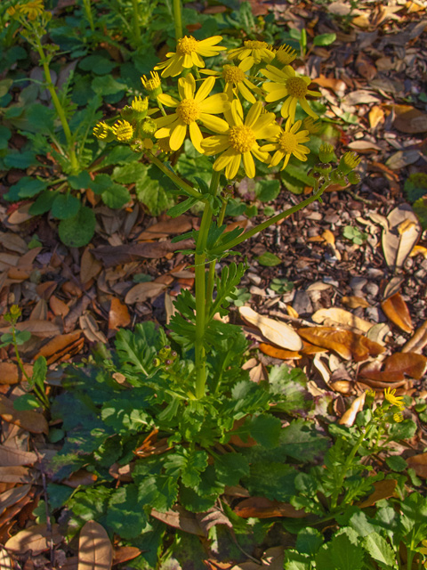 Packera obovata (Golden groundsel) #49720