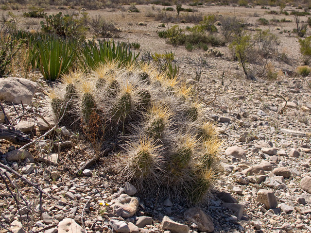 Echinocereus stramineus (Strawberry hedgehog cactus) #49731