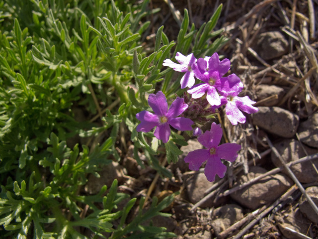 Glandularia bipinnatifida var. ciliata (Davis mountains mock vervain) #49749