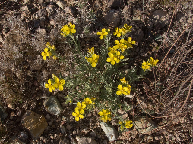 Lesquerella fendleri (Fendler's bladderpod) #49752