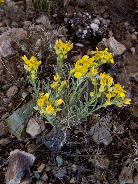 Lesquerella fendleri (Fendler's bladderpod) #49754