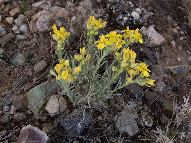 Lesquerella fendleri (Fendler's bladderpod) #49755