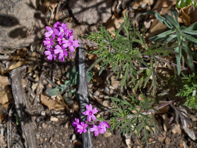 Glandularia bipinnatifida var. ciliata (Davis mountains mock vervain) #49800