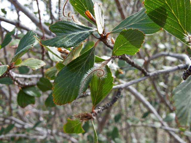 Cercocarpus montanus (Alderleaf mountain mahogany) #49813