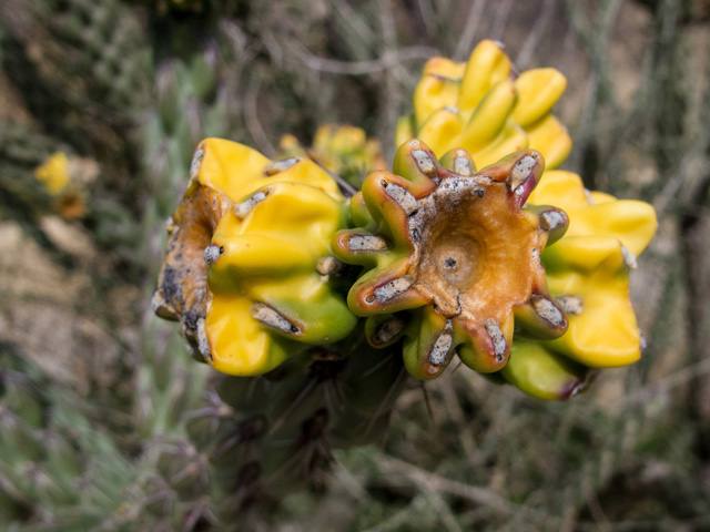 Cylindropuntia spinosior (Walkingstick cactus) #49820