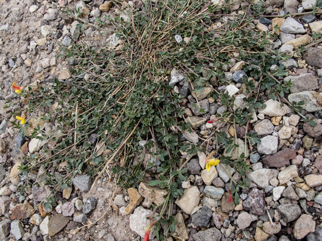 Lotus plebeius (New mexico bird's-foot trefoil) #49835