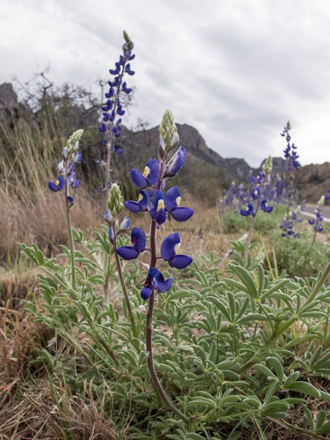 Lupinus havardii (Big bend bluebonnet) #49839