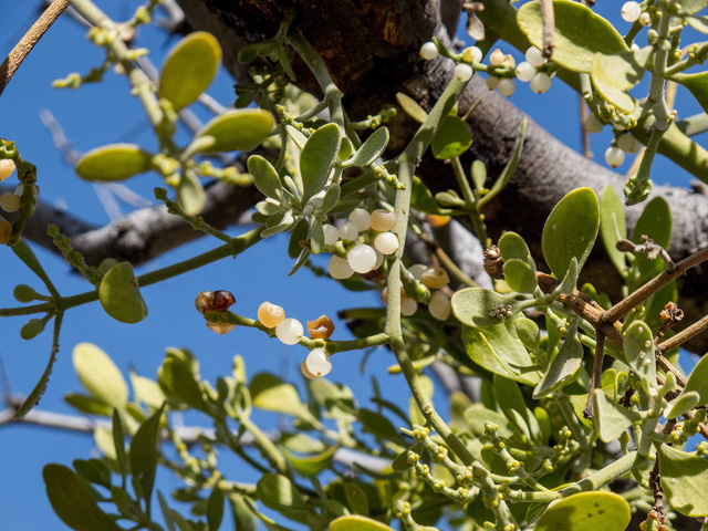 Phoradendron tomentosum (Christmas mistletoe) #49881