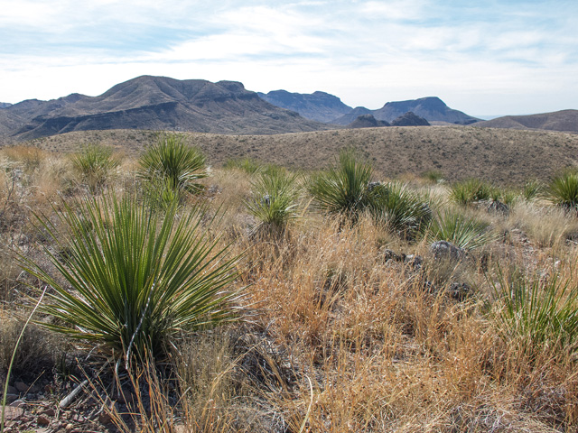 Dasylirion leiophyllum (Green sotol) #49886