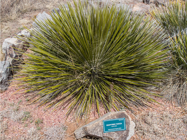 Yucca elata (Soaptree yucca) #49914