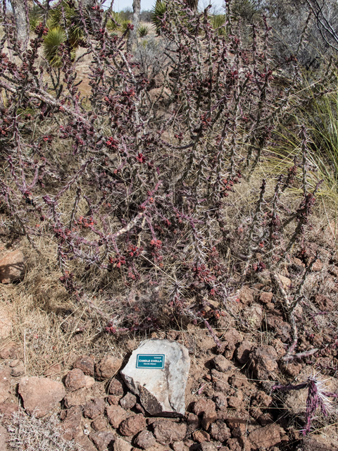 Cylindropuntia kleiniae (Candle cholla) #49918