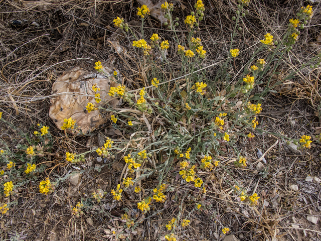 Lesquerella fendleri (Fendler's bladderpod) #50005