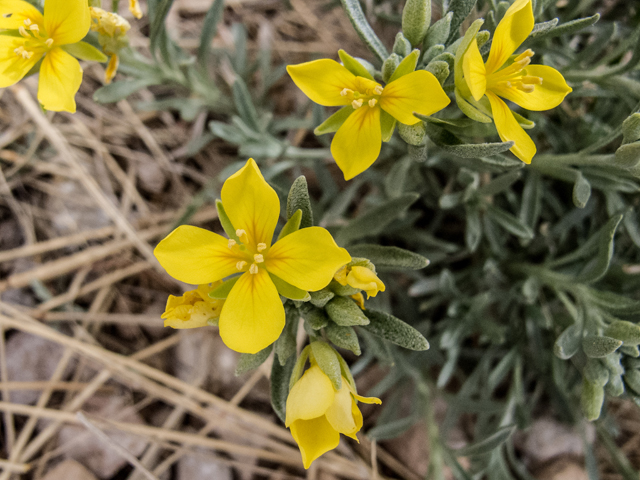 Lesquerella fendleri (Fendler's bladderpod) #50008