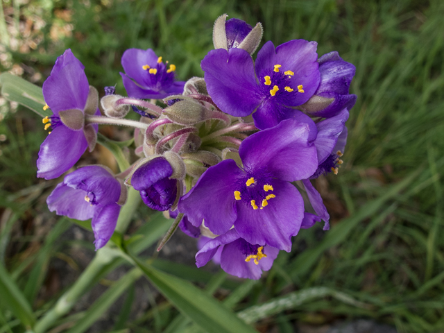 Tradescantia gigantea (Giant spiderwort) #50022