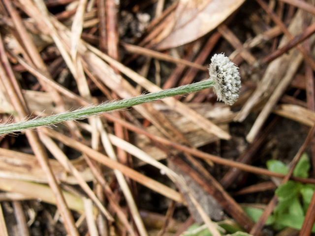 Lachnocaulon anceps (Whitehead bogbutton) #58343