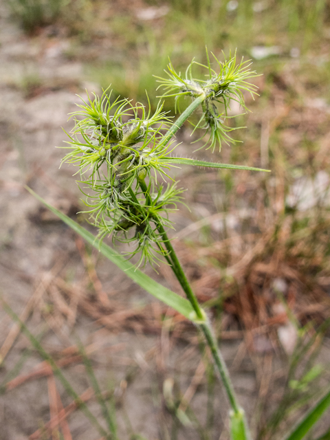 Fuirena squarrosa (Hairy umbrella sedge) #58349