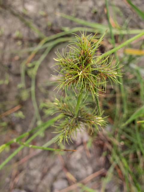 Fuirena squarrosa (Hairy umbrella sedge) #58350