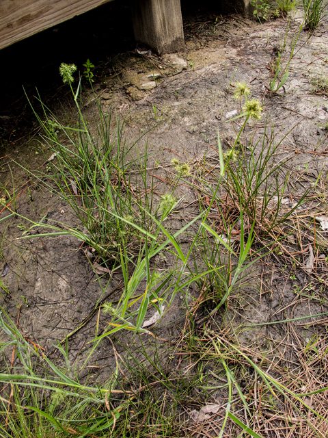 Fuirena squarrosa (Hairy umbrella sedge) #58352