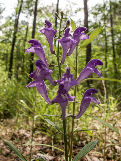 Scutellaria integrifolia (Helmet-flower) #58373