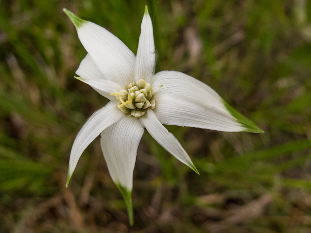 Rhynchospora latifolia (Sand-swamp whitetop sedge) #58392