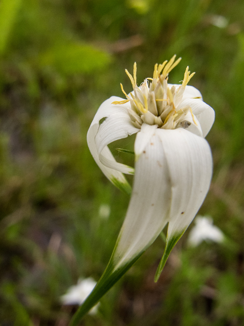 Rhynchospora latifolia (Sand-swamp whitetop sedge) #58394