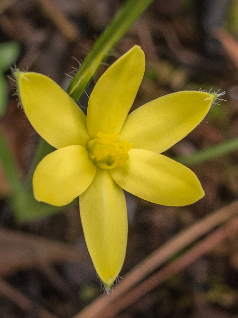 Hypoxis hirsuta (Common goldstar) #58407