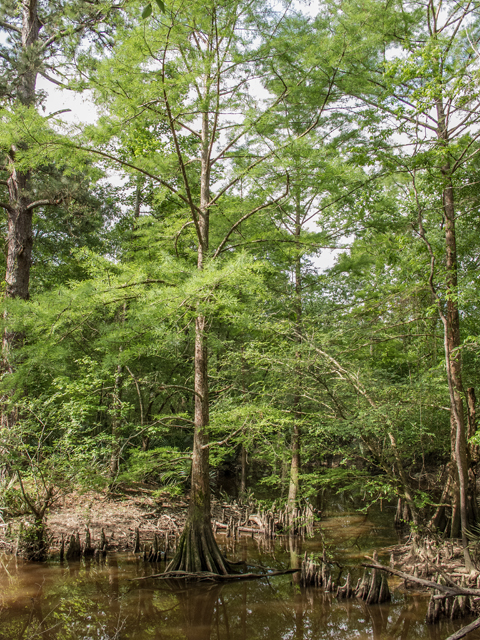 Taxodium distichum (Bald cypress) #58412