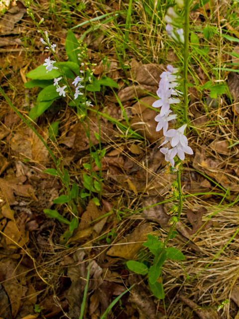 Lobelia appendiculata (Pale lobelia) #58443