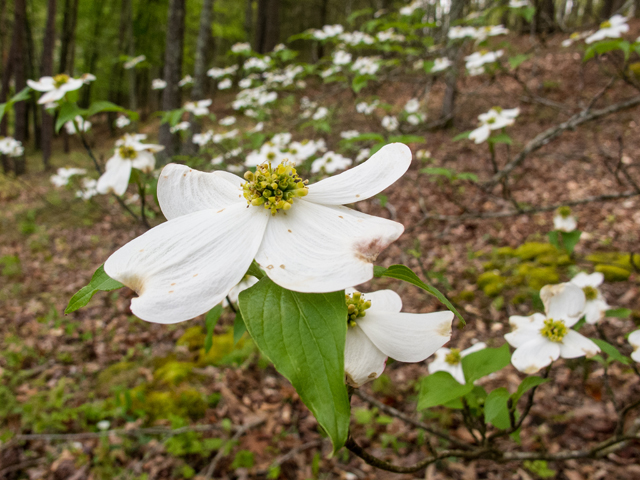 Cornus florida (Flowering dogwood) #58477