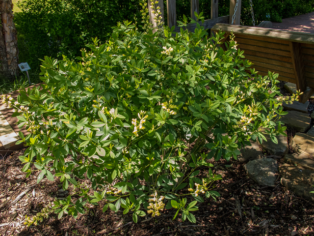 Baptisia cinerea (Grayhairy wild indigo) #58501