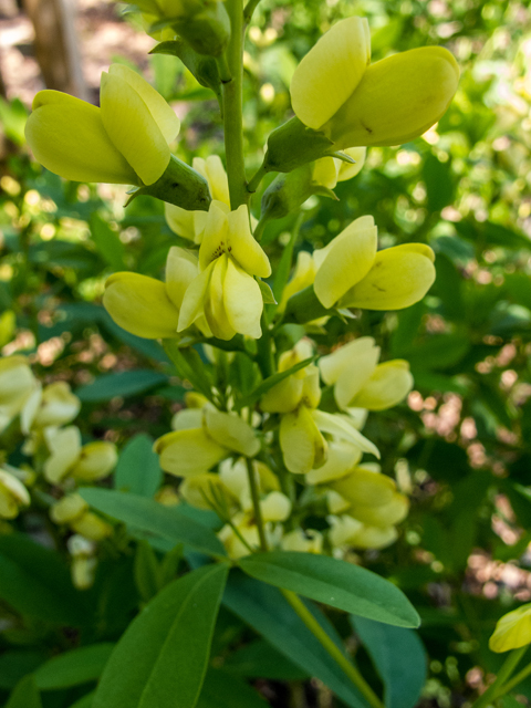 Baptisia cinerea (Grayhairy wild indigo) #58502