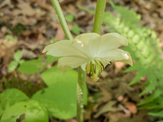 Podophyllum peltatum (Mayapple) #58524