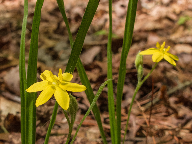 Hypoxis hirsuta (Common goldstar) #58529