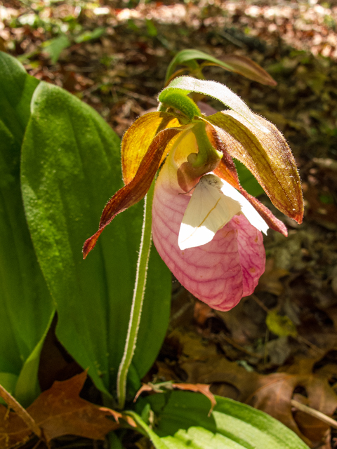 Cypripedium acaule (Moccasin flower) #58532