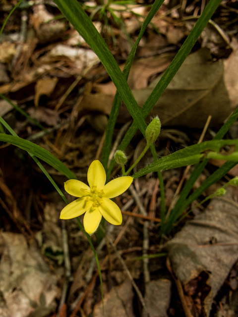 Hypoxis hirsuta (Common goldstar) #58539