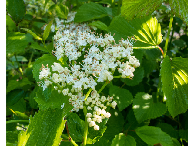 Viburnum dentatum (Southern arrowwood) #58548