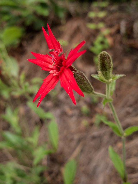 Silene virginica (Fire pink) #58599