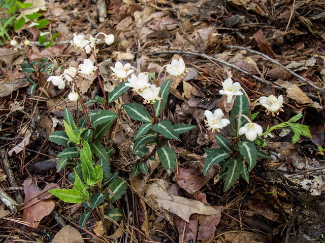 Chimaphila maculata (Striped prince's pine) #58631