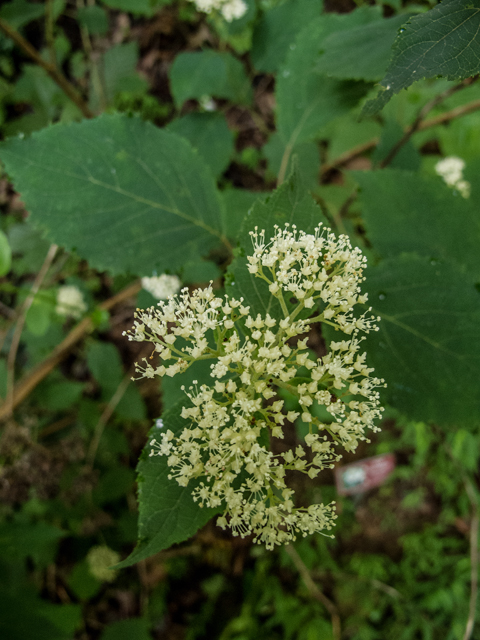 Hydrangea arborescens (Smooth hydrangea) #58647