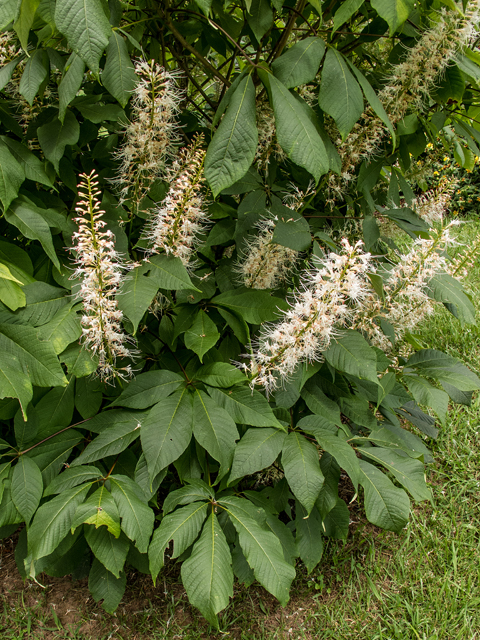 Aesculus parviflora (Bottlebrush buckeye) #58654