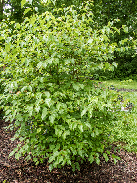 Viburnum dentatum (Southern arrowwood) #58691