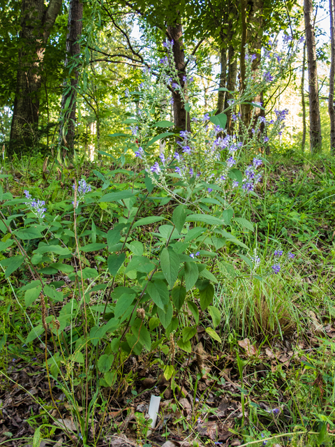 Scutellaria incana (Hoary skullcap) #58706