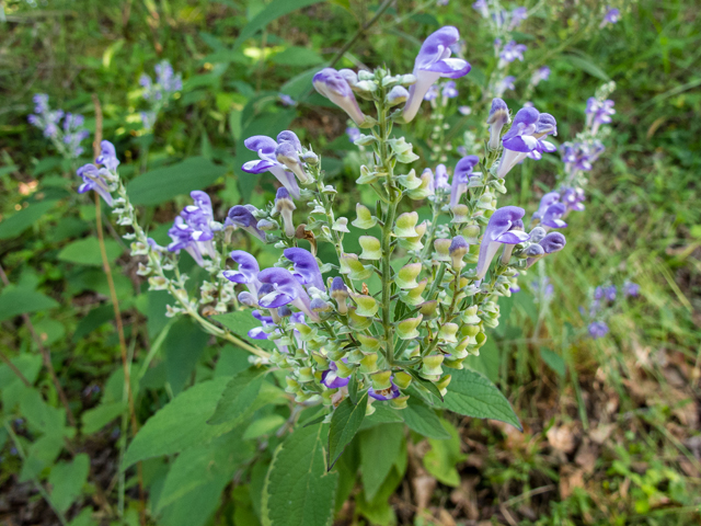 Scutellaria incana (Hoary skullcap) #58708