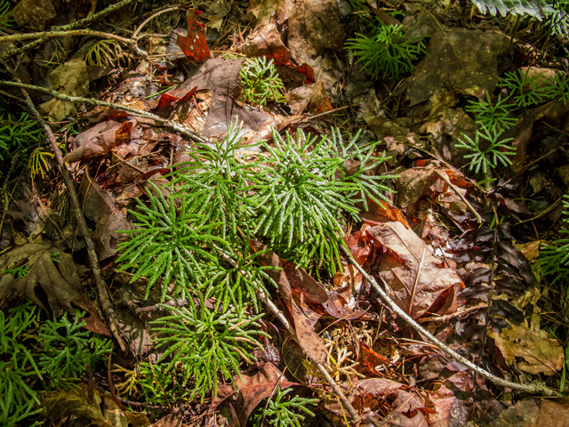 Lycopodium digitatum (Fan clubmoss) #58721