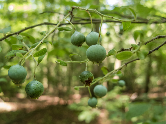 Vaccinium stamineum (Deerberry) #58722