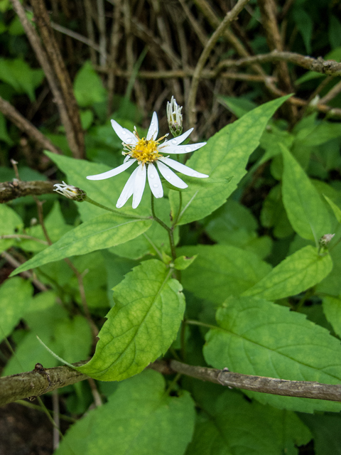 Eurybia divaricata (White wood aster) #58737