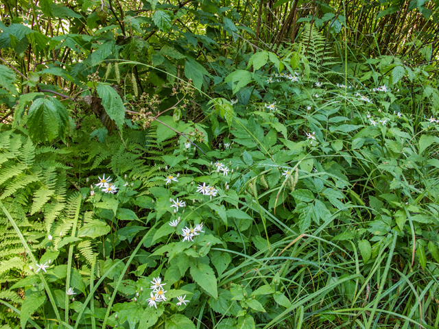 Eurybia divaricata (White wood aster) #58743