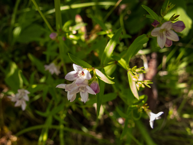 Houstonia longifolia (Longleaf summer bluet) #58752