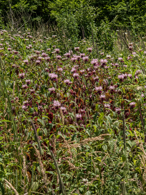 Monarda fistulosa (Wild bergamot) #58777